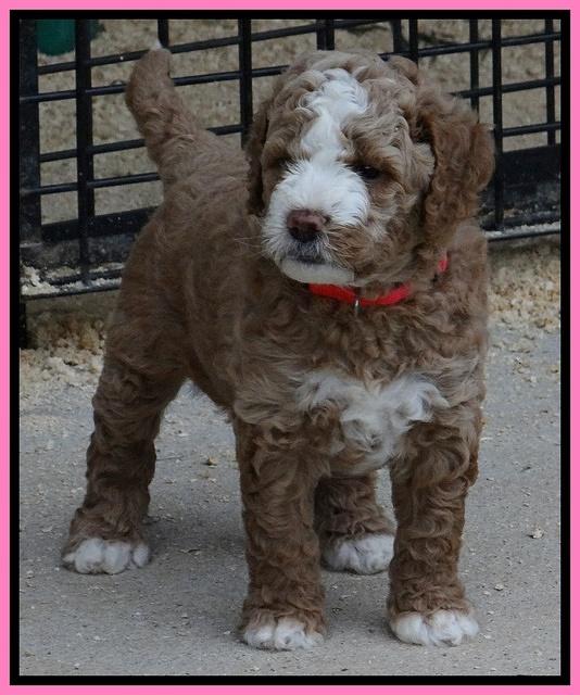 Dawn Ruler pups 5 wks old 6500