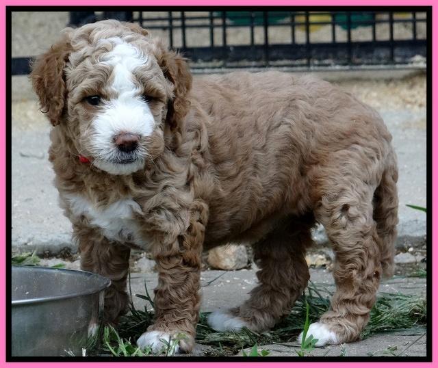 Dawn Ruler pups 5 wks old 8500