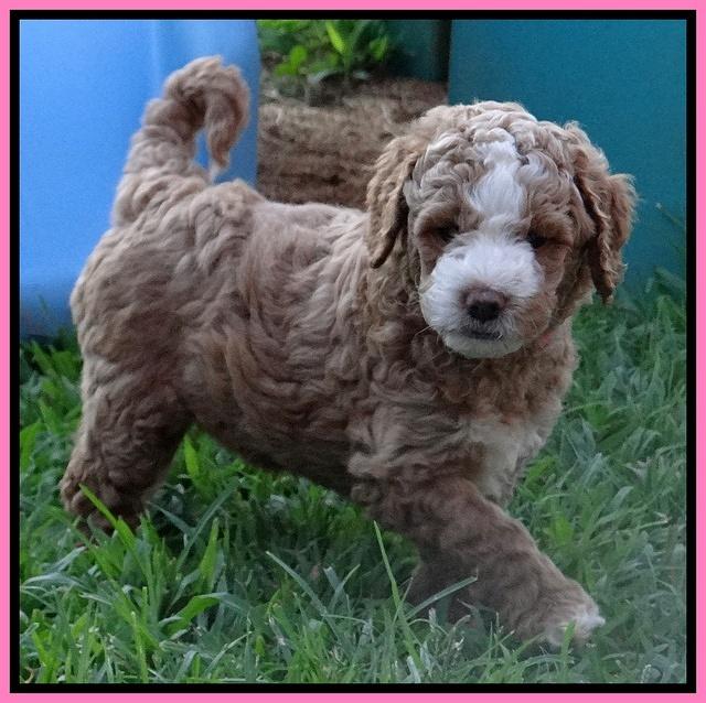 Dawn Ruler pups 6 wks old 31