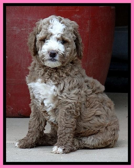 Dawn Ruler pups 7 wks old 31