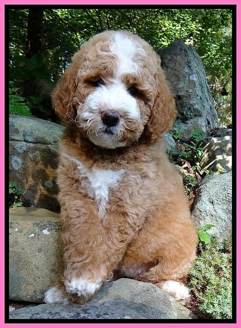 Dawn Ruler pups 8 wks old 6!50