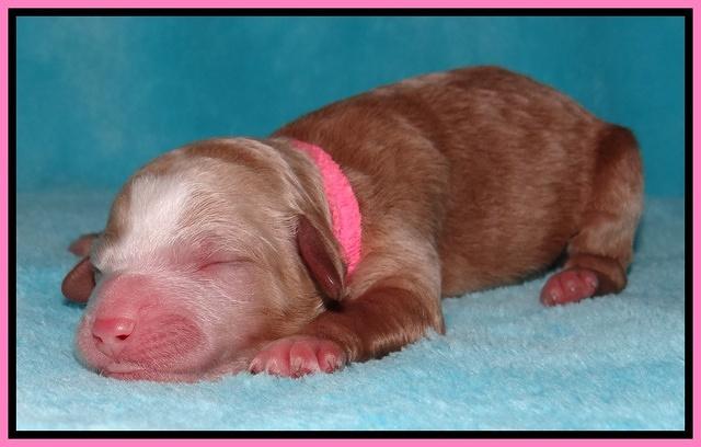 Dawn Ruler pups pups 1 day old 11