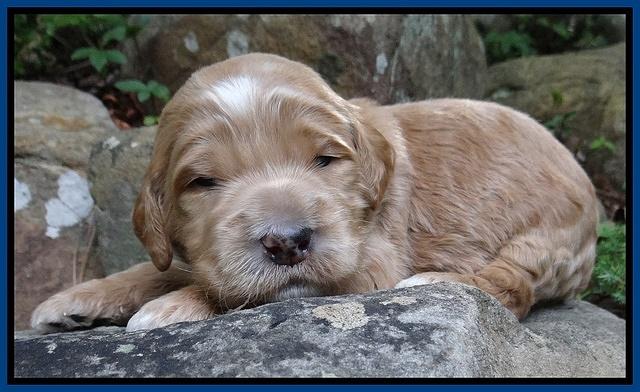 Dawn Ruler pups 2 wks old 41