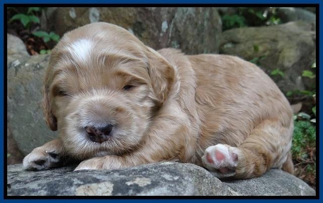 Dawn Ruler pups 2 wks old 51