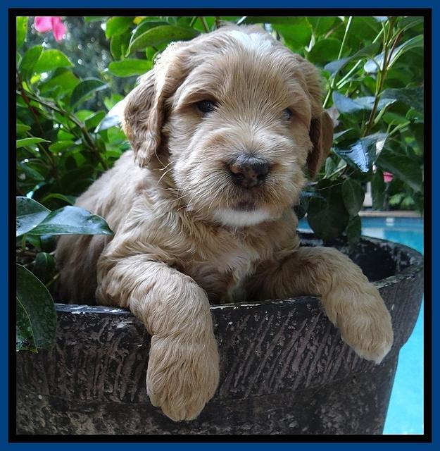 Dawn Ruler pups 4 wks old 71