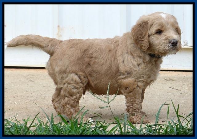 Dawn Ruler pups 5 wks old 5400