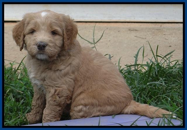 Dawn Ruler pups 5 wks old 6400