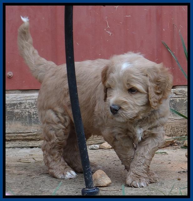 Dawn Ruler pups 5 wks old 7400