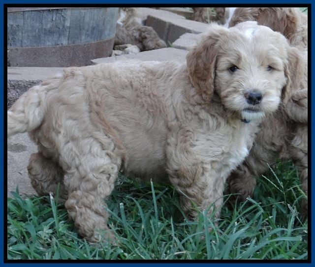 Dawn Ruler pups 6 wks old 41