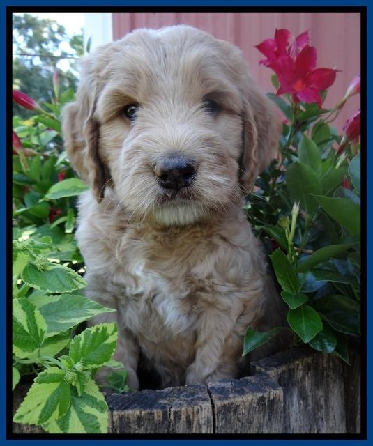 Dawn Ruler pups 6 wks old 61