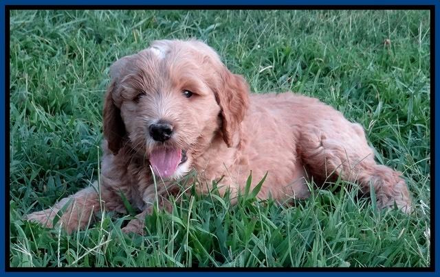 Dawn Ruler pups 7 wks old 41