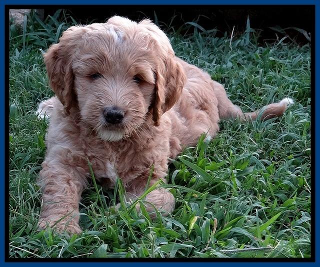 Dawn Ruler pups 7 wks old 51