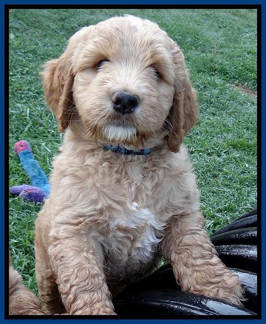 Dawn Ruler pups 7 wks old 71