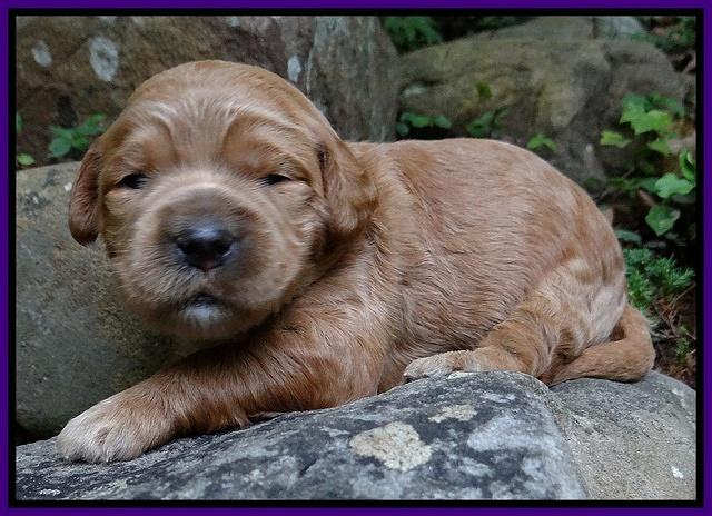Dawn Ruler pups 2 wks old 81