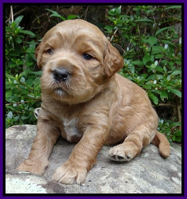 Dawn Ruler pups 3 wks old 91