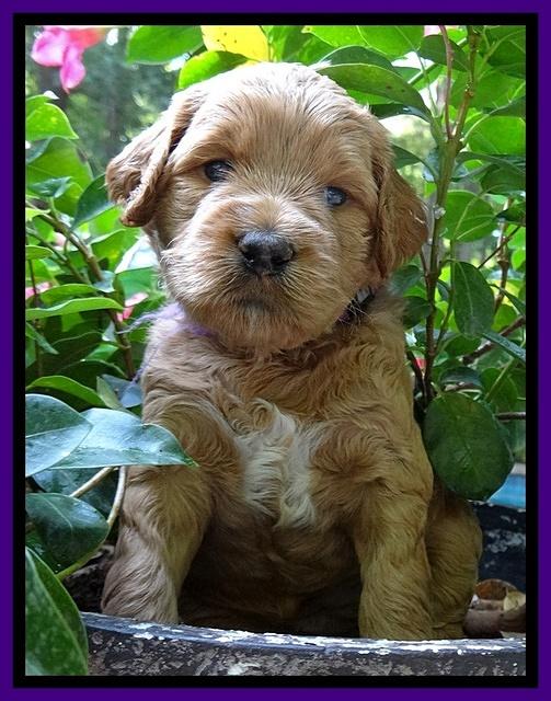 Dawn Ruler pups 4 wks old 91