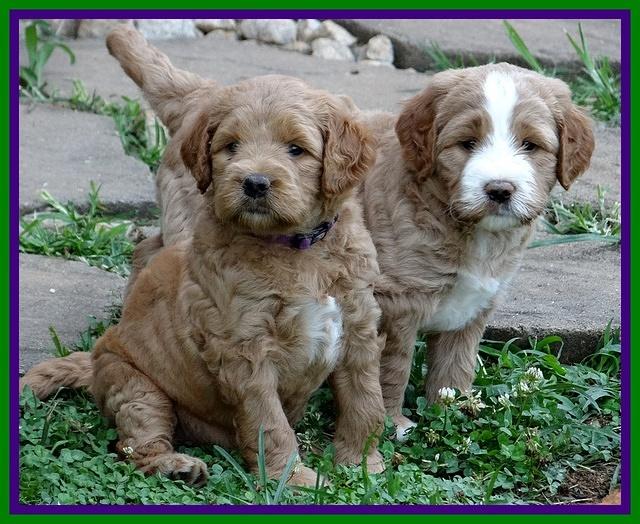 Dawn Ruler pups 5 wks old 3500