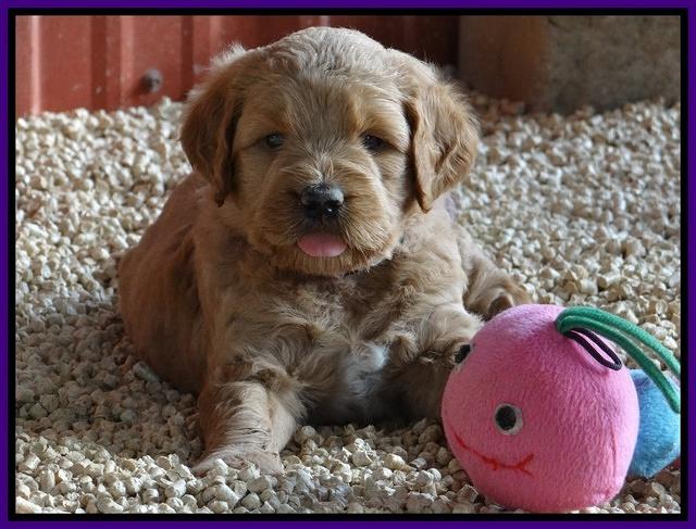 Dawn Ruler pups 5 wks old 8200