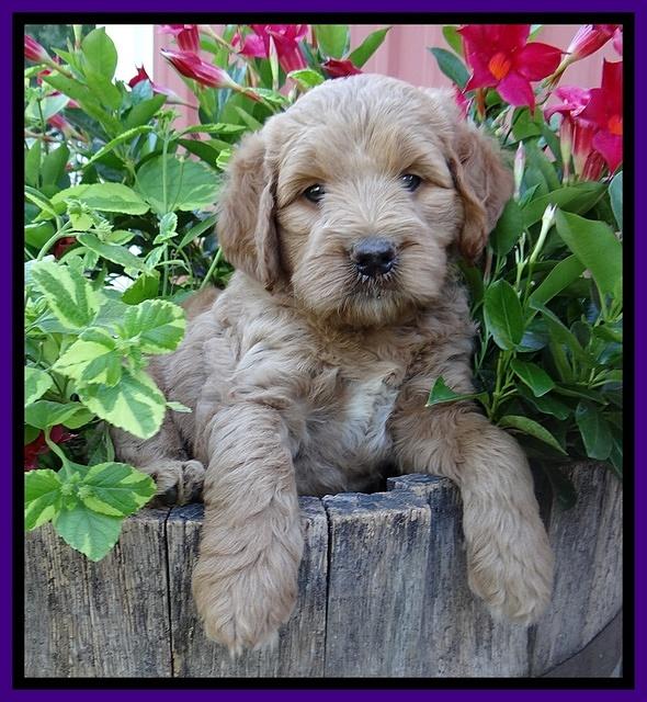 Dawn Ruler pups 6 wks old 81