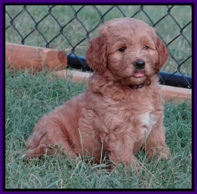 Dawn Ruler pups 7 wks old 101