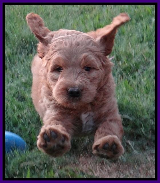 Dawn Ruler pups 7 wks old 81