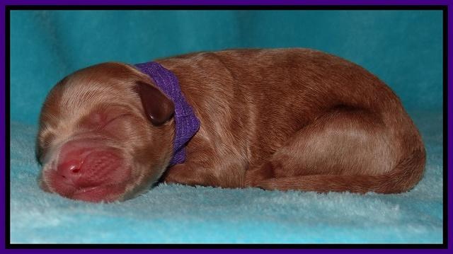 Dawn Ruler pups pups 1 day old 81