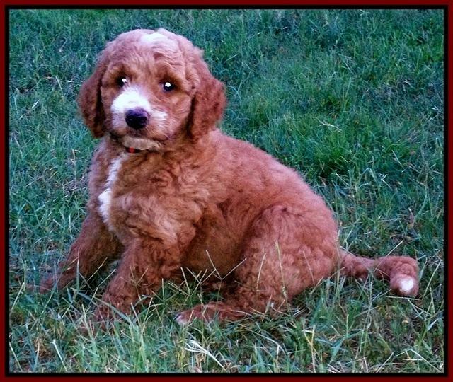 DAwn Ruler pups 7 wks old 300