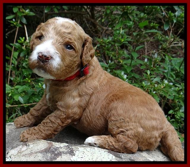 Dawn Ruler pups 3 wks old 141