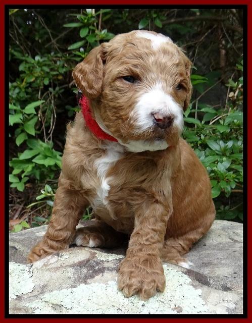 Dawn Ruler pups 3 wks old 151