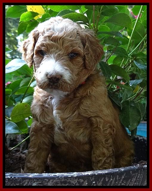 Dawn Ruler pups 4 wks old 111