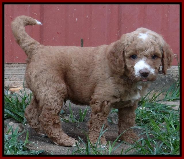 Dawn Ruler pups 5 wks old 14200