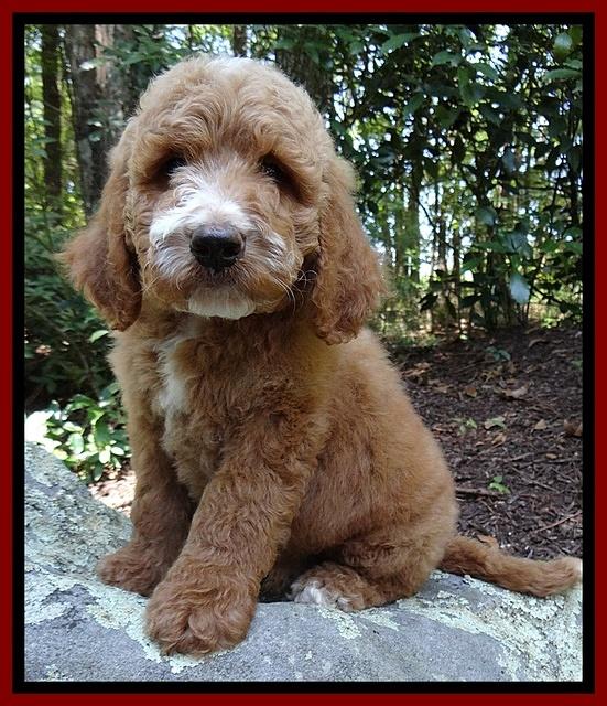 Dawn Ruler pups 8 wks old 4!50