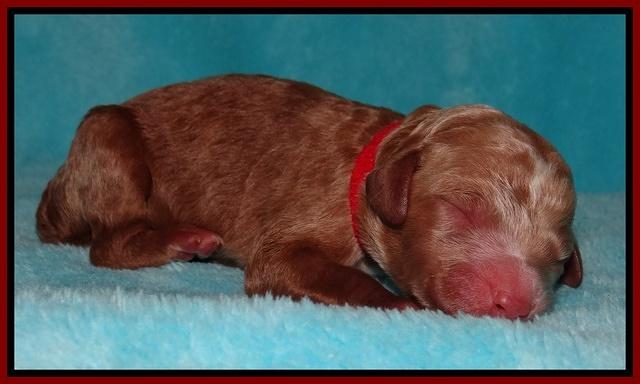 Dawn Ruler pups pups 1 day old 111