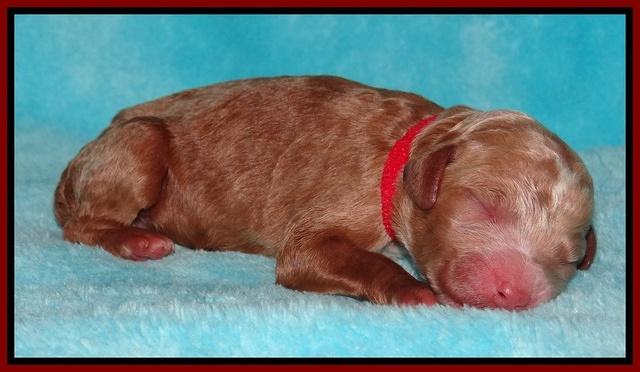 Dawn Ruler pups pups 1 day old 121