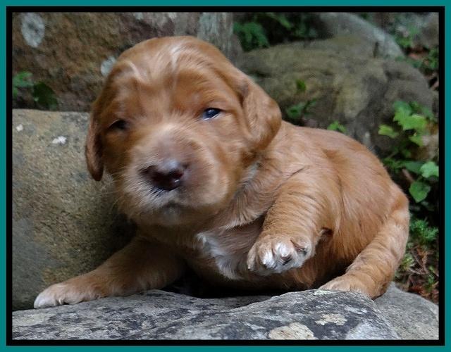 Dawn Ruler pups 2 wks old 131