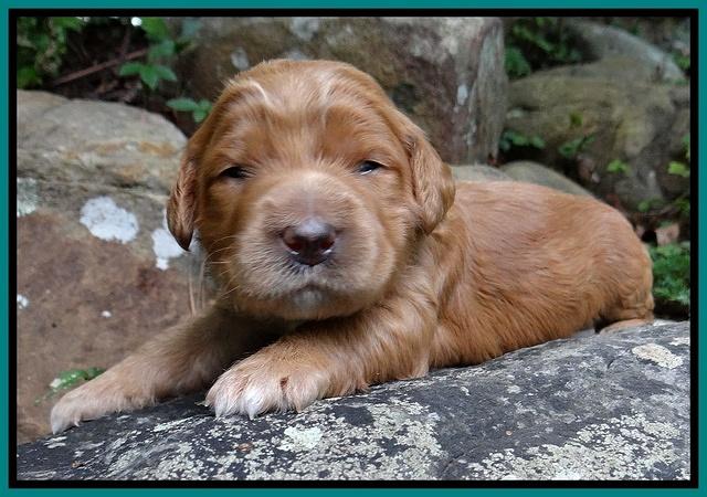 Dawn Ruler pups 2 wks old 151