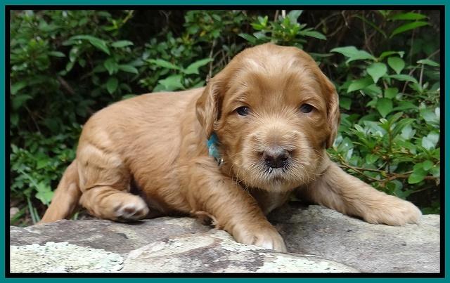 Dawn Ruler pups 3 wks old 191