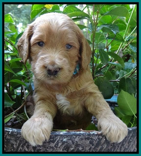 Dawn Ruler pups 4 wks old 171
