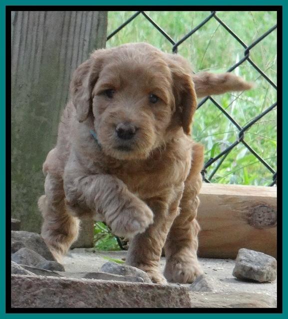 Dawn Ruler pups 5 wks old 15200