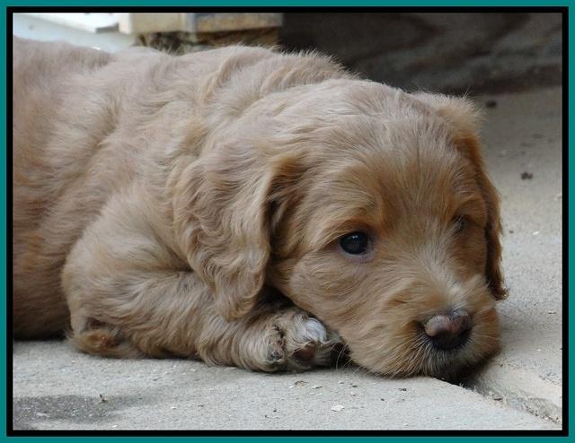 Dawn Ruler pups 5 wks old 20400