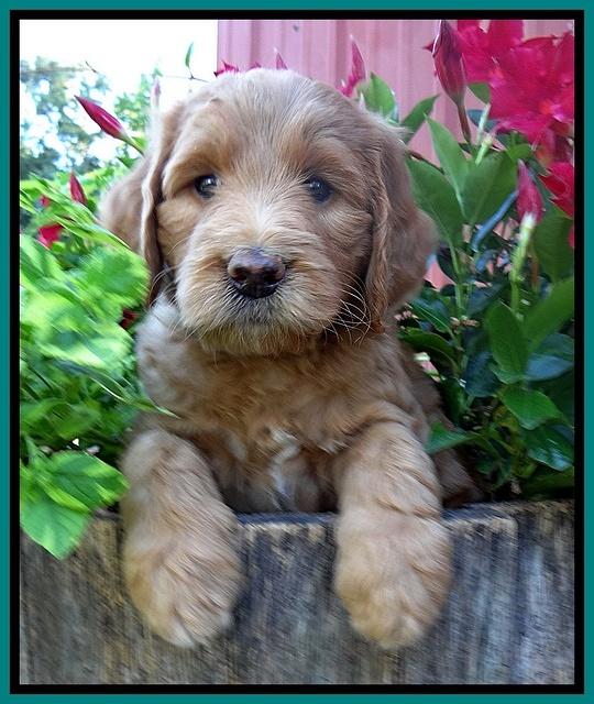 Dawn Ruler pups 6 wks old 171