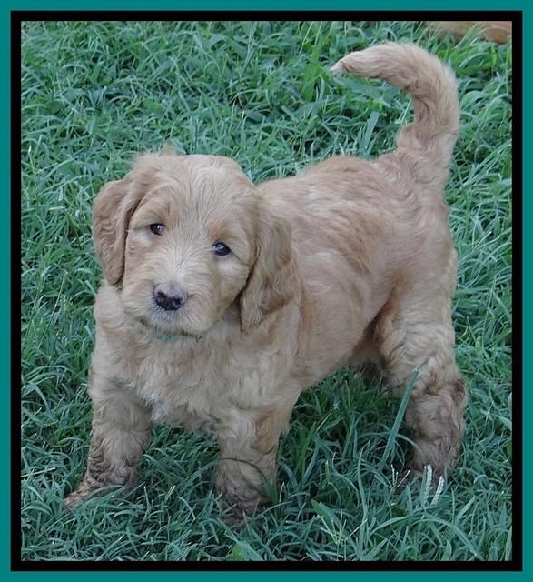 Dawn Ruler pups 6 wks old 201