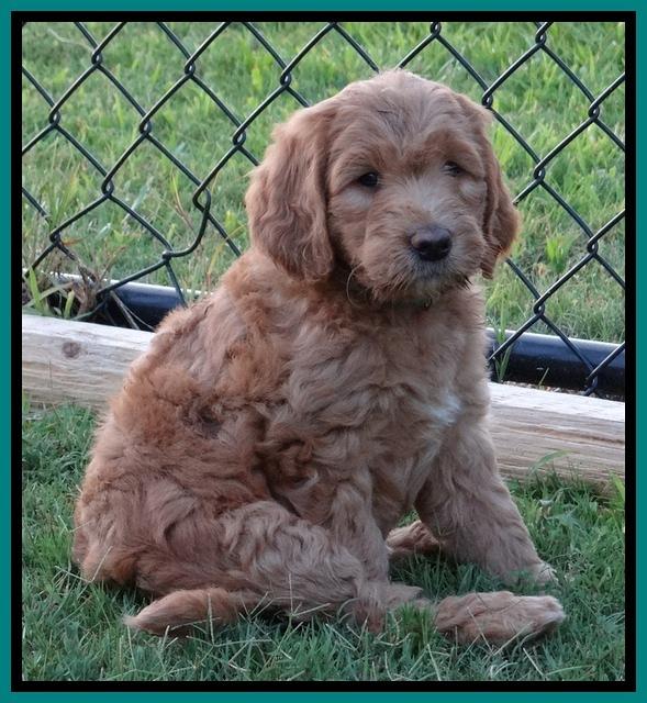 Dawn Ruler pups 7 wks old 151