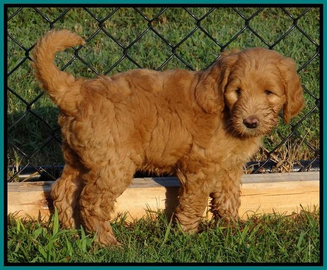 Dawn Ruler pups 7 wks old 171