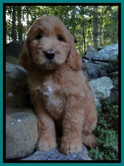 Dawn Ruler pups 8 wks old 2!25