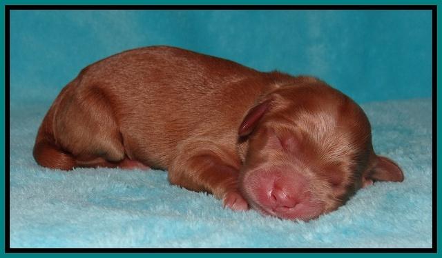 Dawn Ruler pups pups 1 day old 131
