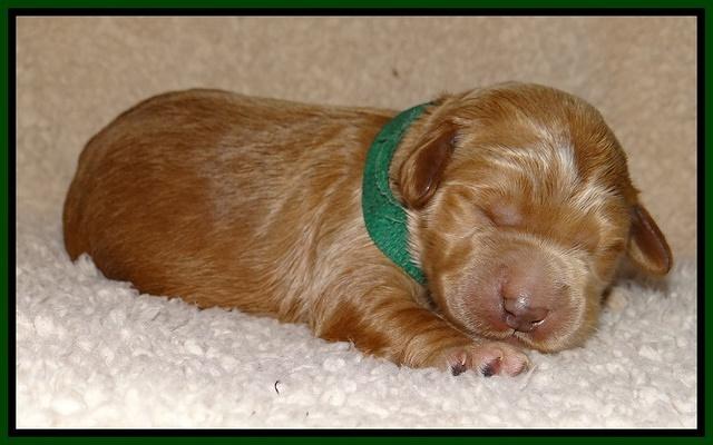 Dawn Ruler pups 1 wk old 181