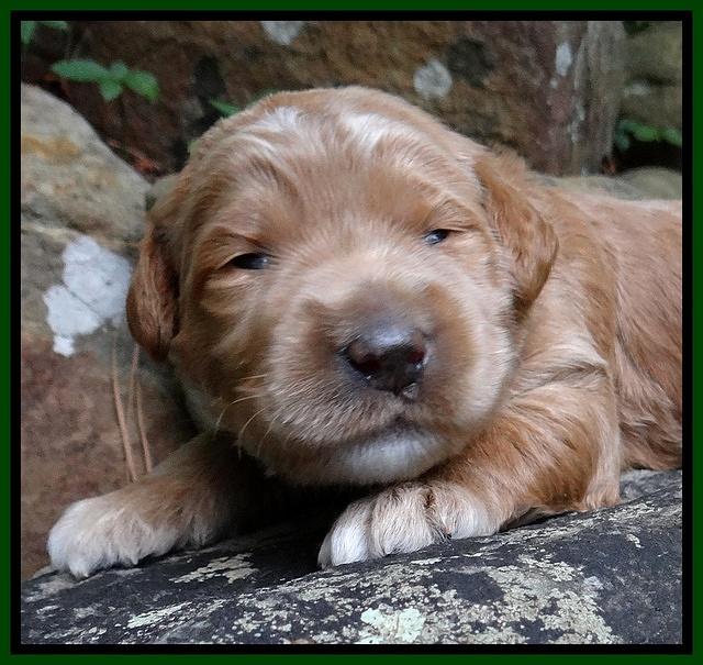 Dawn Ruler pups 2 wks old 161