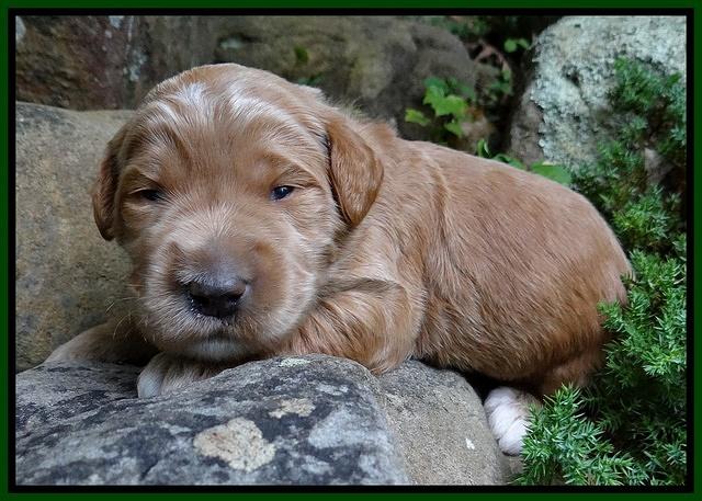 Dawn Ruler pups 2 wks old 181