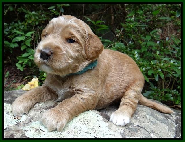 Dawn Ruler pups 3 wks old 201